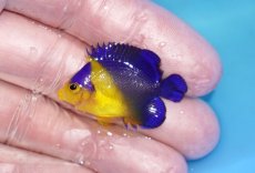 画像1: 【ボーナスセール対象個体　クーポンご利用で更に10％OFF】 【海水魚・ヤッコ】【通販】人工飼料♪スミレヤッコ（Sサイズ）(個体販売）（±3.5cm）No.6（生体）(海水魚) (1)