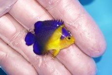 画像2: 【ボーナスセール対象個体　クーポンご利用で更に10％OFF】 【海水魚・ヤッコ】【通販】人工飼料♪スミレヤッコ（Sサイズ）(個体販売）（±3.5cm）No.6（生体）(海水魚) (2)