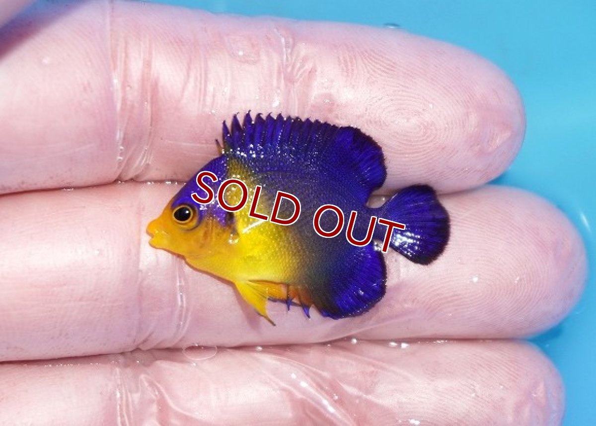 画像1: 【ボーナスセール対象個体　クーポンご利用で更に10％OFF】 【海水魚・ヤッコ】【通販】人工飼料♪スミレヤッコ（Sサイズ）(個体販売）（±3.5cm）No.7（生体）(海水魚) (1)