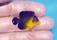 画像2: 【ボーナスセール対象個体　クーポンご利用で更に10％OFF】 【海水魚・ヤッコ】【通販】人工飼料♪スミレヤッコ（Sサイズ）(個体販売）（±3.5cm）No.7（生体）(海水魚) (2)