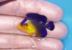 画像1: 【ボーナスセール対象個体　クーポンご利用で更に10％OFF】 【海水魚・ヤッコ】【通販】状態良好♪スミレヤッコ（Sサイズ）(個体販売）（±3.5cm）No.8（生体）(海水魚) (1)