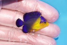 画像2: 【ボーナスセール対象個体　クーポンご利用で更に10％OFF】 【海水魚・ヤッコ】【通販】状態良好♪スミレヤッコ（Sサイズ）(個体販売）（±3.5cm）No.8（生体）(海水魚) (2)