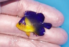 画像1: 【ボーナスセール対象個体　クーポンご利用で更に10％OFF】 【海水魚・ヤッコ】【通販】状態良好♪スミレヤッコ（Sサイズ）(個体販売）（±3.5cm）No.9（生体）(海水魚) (1)