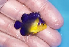 画像2: 【ボーナスセール対象個体　クーポンご利用で更に10％OFF】 【海水魚・ヤッコ】【通販】状態良好♪スミレヤッコ（Sサイズ）(個体販売）（±3.5cm）No.9（生体）(海水魚) (2)
