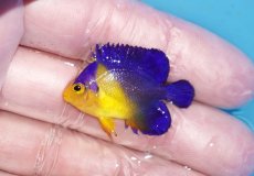 画像1: 【ボーナスセール対象個体　クーポンご利用で更に10％OFF】 【海水魚・ヤッコ】【通販】状態良好♪スミレヤッコ（Sサイズ）(個体販売）（±3.5cm）No.10（生体）(海水魚) (1)