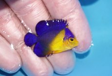 画像2: 【ボーナスセール対象個体　クーポンご利用で更に10％OFF】 【海水魚・ヤッコ】【通販】状態良好♪スミレヤッコ（Sサイズ）(個体販売）（±3.5cm）No.10（生体）(海水魚) (2)