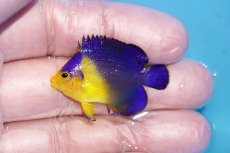 画像1: 【ボーナスセール対象個体　クーポンご利用で更に10％OFF】 【海水魚・ヤッコ】【通販】人工飼料♪スミレヤッコ（Sサイズ）(個体販売）（±4cm）No.11（生体）(海水魚) (1)