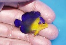 画像2: 【ボーナスセール対象個体　クーポンご利用で更に10％OFF】 【海水魚・ヤッコ】【通販】人工飼料♪スミレヤッコ（Sサイズ）(個体販売）（±4cm）No.11（生体）(海水魚) (2)