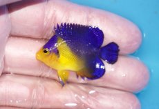 画像1: 【ボーナスセール対象個体　クーポンご利用で更に10％OFF】 【海水魚・ヤッコ】【通販】人工飼料♪スミレヤッコ（Sサイズ）(個体販売）（±4cm）No.12（生体）(海水魚) (1)