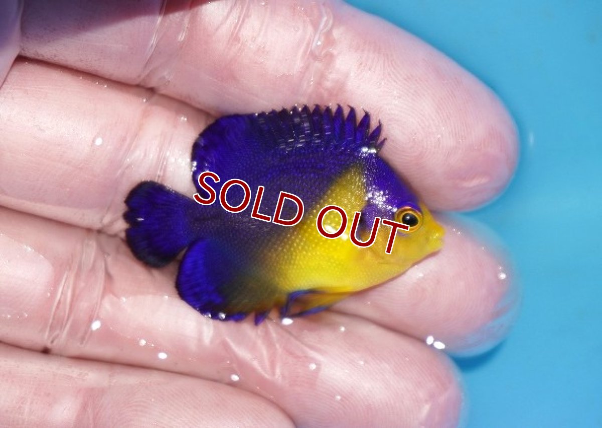 画像2: 【ボーナスセール対象個体　クーポンご利用で更に10％OFF】 【海水魚・ヤッコ】【通販】人工飼料♪スミレヤッコ（Sサイズ）(個体販売）（±4cm）No.12（生体）(海水魚) (2)