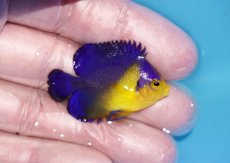 画像2: 【ボーナスセール対象個体　クーポンご利用で更に10％OFF】 【海水魚・ヤッコ】【通販】人工飼料♪スミレヤッコ（Sサイズ）(個体販売）（±4cm）No.12（生体）(海水魚) (2)