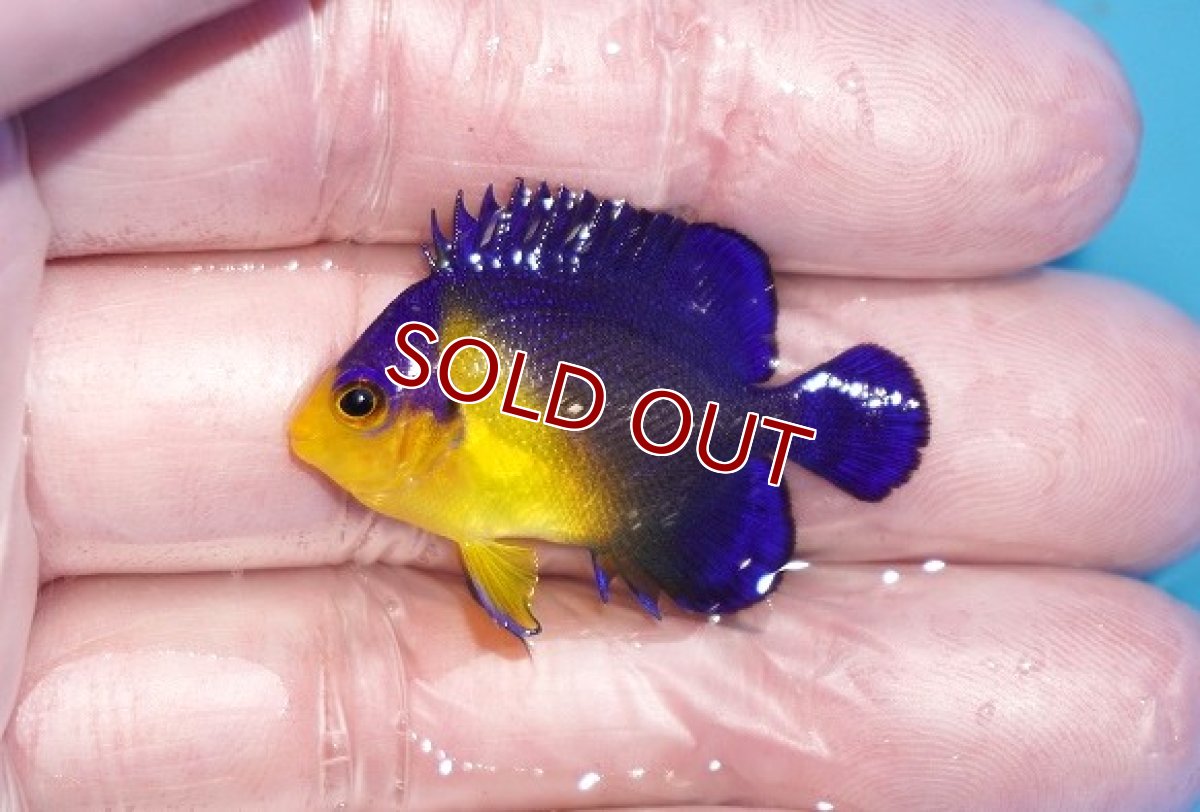画像1: 【ボーナスセール対象個体　クーポンご利用で更に10％OFF】 【海水魚・ヤッコ】【通販】人工飼料♪スミレヤッコ（Sサイズ）(個体販売）（±3.5cm）No.13（生体）(海水魚) (1)