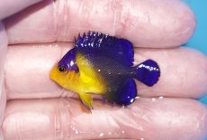 画像1: 【ボーナスセール対象個体　クーポンご利用で更に10％OFF】 【海水魚・ヤッコ】【通販】人工飼料♪スミレヤッコ（Sサイズ）(個体販売）（±3.5cm）No.13（生体）(海水魚) (1)