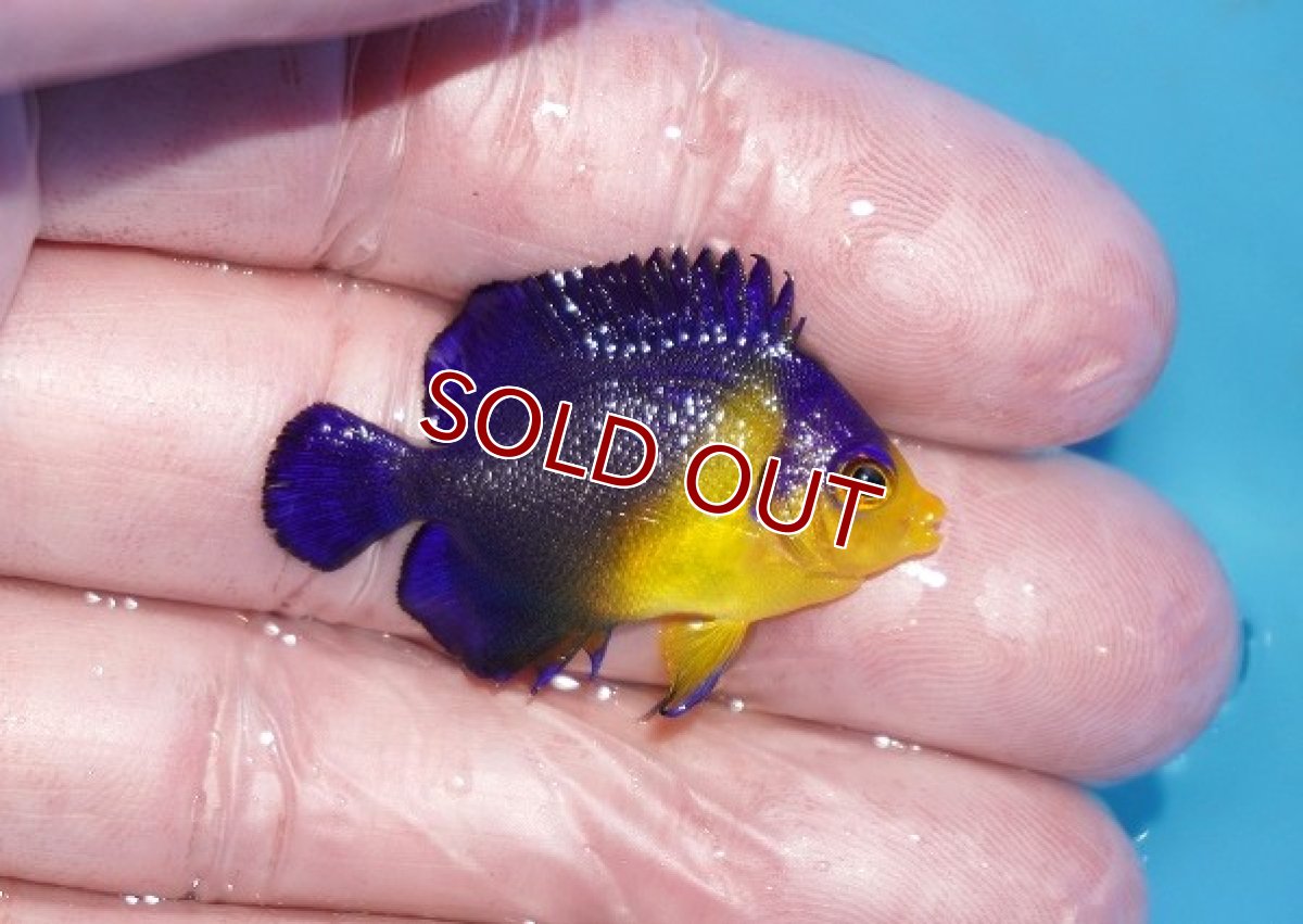 画像2: 【ボーナスセール対象個体　クーポンご利用で更に10％OFF】 【海水魚・ヤッコ】【通販】人工飼料♪スミレヤッコ（Sサイズ）(個体販売）（±3.5cm）No.13（生体）(海水魚) (2)