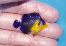画像2: 【ボーナスセール対象個体　クーポンご利用で更に10％OFF】 【海水魚・ヤッコ】【通販】人工飼料♪スミレヤッコ（Sサイズ）(個体販売）（±3.5cm）No.13（生体）(海水魚) (2)