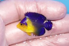 画像1: 【ボーナスセール対象個体　クーポンご利用で更に10％OFF】 【海水魚・ヤッコ】【通販】状態良好♪スミレヤッコ（Sサイズ）(個体販売）（±3.5cm）No.14（生体）(海水魚) (1)