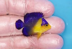 画像2: 【ボーナスセール対象個体　クーポンご利用で更に10％OFF】 【海水魚・ヤッコ】【通販】状態良好♪スミレヤッコ（Sサイズ）(個体販売）（±3.5cm）No.14（生体）(海水魚) (2)