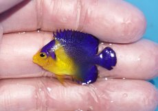 画像1: 【ボーナスセール対象個体　クーポンご利用で更に10％OFF】 【海水魚・ヤッコ】【通販】人工飼料♪スミレヤッコ（Sサイズ）(個体販売）（±3.5cm）No.15（生体）(海水魚) (1)