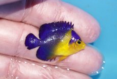画像2: 【ボーナスセール対象個体　クーポンご利用で更に10％OFF】 【海水魚・ヤッコ】【通販】人工飼料♪スミレヤッコ（Sサイズ）(個体販売）（±3.5cm）No.15（生体）(海水魚) (2)