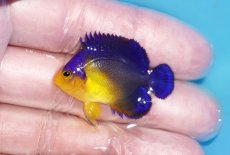 画像1: 【ボーナスセール対象個体　クーポンご利用で更に10％OFF】 【海水魚・ヤッコ】【通販】状態良好♪スミレヤッコ（Sサイズ）(個体販売）（±3.5cm）No.16（生体）(海水魚) (1)
