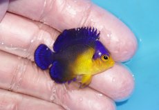画像2: 【ボーナスセール対象個体　クーポンご利用で更に10％OFF】 【海水魚・ヤッコ】【通販】状態良好♪スミレヤッコ（Sサイズ）(個体販売）（±3.5cm）No.16（生体）(海水魚) (2)