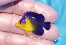 画像1: 【ボーナスセール対象個体　クーポンご利用で更に10％OFF】 【海水魚・ヤッコ】【通販】状態良好♪スミレヤッコ（Sサイズ）(個体販売）（±3.5cm）No.17（生体）(海水魚) (1)