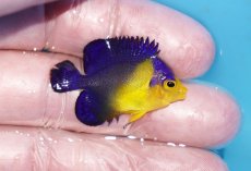 画像2: 【ボーナスセール対象個体　クーポンご利用で更に10％OFF】 【海水魚・ヤッコ】【通販】状態良好♪スミレヤッコ（Sサイズ）(個体販売）（±3.5cm）No.17（生体）(海水魚) (2)