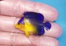 画像1: 【ボーナスセール対象個体　クーポンご利用で更に10％OFF】 【海水魚・ヤッコ】【通販】人工飼料♪スミレヤッコ（Sサイズ）(個体販売）（±4cm）No.18（生体）(海水魚) (1)