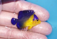 画像2: 【ボーナスセール対象個体　クーポンご利用で更に10％OFF】 【海水魚・ヤッコ】【通販】人工飼料♪スミレヤッコ（Sサイズ）(個体販売）（±4cm）No.18（生体）(海水魚) (2)