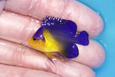 画像1: 【ボーナスセール対象個体　クーポンご利用で更に10％OFF】 【海水魚・ヤッコ】【通販】状態良好♪スミレヤッコ（Sサイズ）(個体販売）（±4cm）No.19（生体）(海水魚) (1)