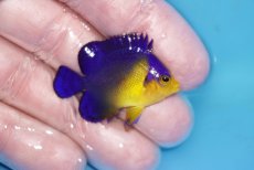 画像2: 【ボーナスセール対象個体　クーポンご利用で更に10％OFF】 【海水魚・ヤッコ】【通販】状態良好♪スミレヤッコ（Sサイズ）(個体販売）（±4cm）No.19（生体）(海水魚) (2)