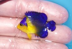画像1: 【ボーナスセール対象個体　クーポンご利用で更に10％OFF】 【海水魚・ヤッコ】【通販】状態良好♪スミレヤッコ（Sサイズ）(個体販売）（±3.5cm）No.20（生体）(海水魚) (1)
