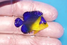 画像2: 【ボーナスセール対象個体　クーポンご利用で更に10％OFF】 【海水魚・ヤッコ】【通販】状態良好♪スミレヤッコ（Sサイズ）(個体販売）（±3.5cm）No.20（生体）(海水魚) (2)