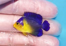 画像1: 【ボーナスセール対象個体　クーポンご利用で更に10％OFF】 【海水魚・ヤッコ】【通販】人工飼料♪スミレヤッコ（Sサイズ）(個体販売）（±4cm）No.21（生体）(海水魚) (1)