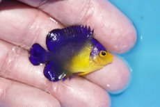 画像2: 【ボーナスセール対象個体　クーポンご利用で更に10％OFF】 【海水魚・ヤッコ】【通販】人工飼料♪スミレヤッコ（Sサイズ）(個体販売）（±4cm）No.21（生体）(海水魚) (2)