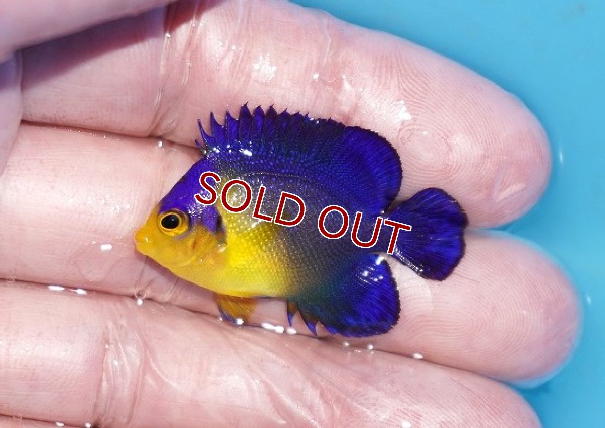 画像1: 【ボーナスセール対象個体　クーポンご利用で更に10％OFF】 【海水魚・ヤッコ】【通販】人工飼料♪スミレヤッコ（Sサイズ）(個体販売）（±4cm）No.22（生体）(海水魚) (1)