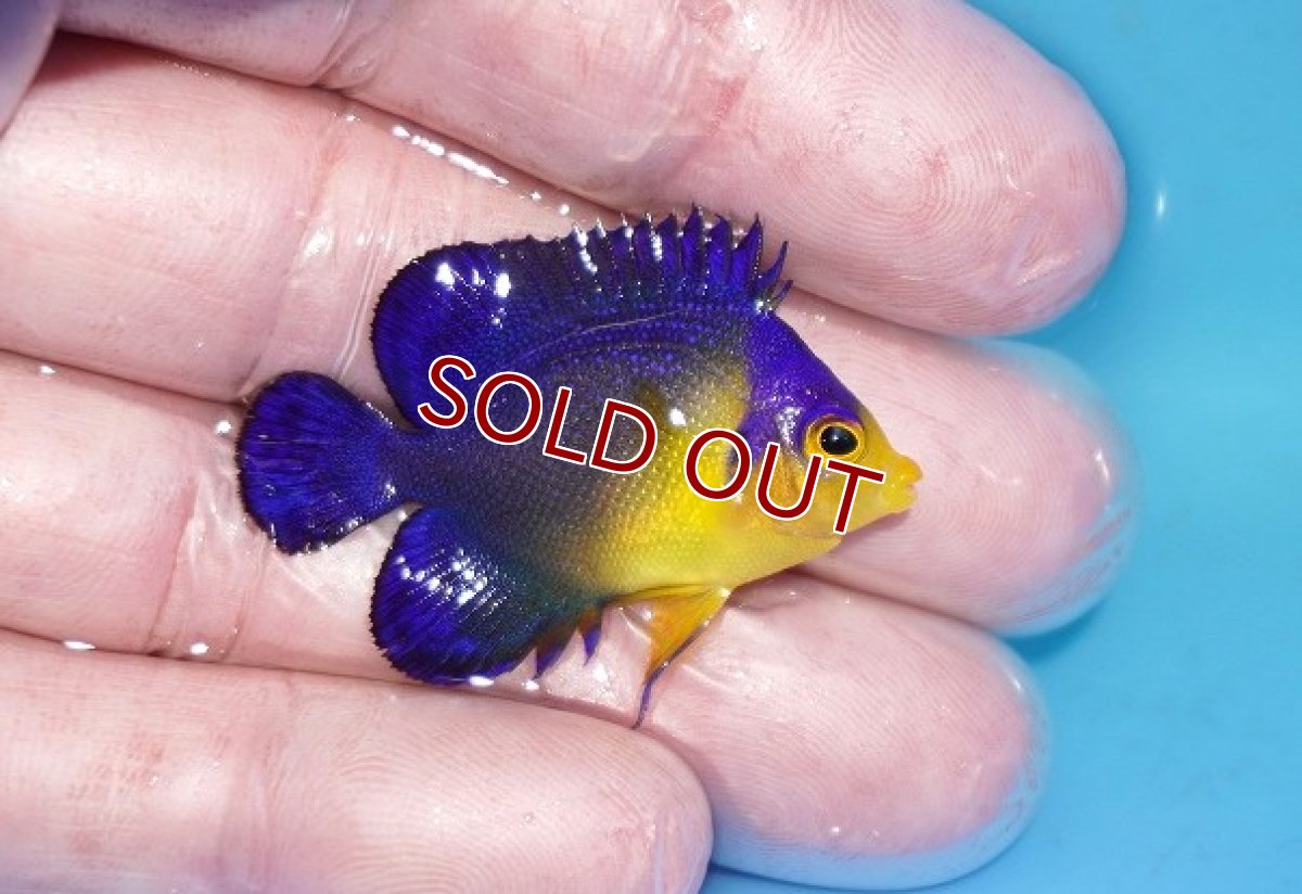 画像2: 【ボーナスセール対象個体　クーポンご利用で更に10％OFF】 【海水魚・ヤッコ】【通販】人工飼料♪スミレヤッコ（Sサイズ）(個体販売）（±4cm）No.22（生体）(海水魚) (2)