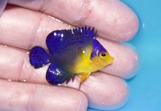 画像2: 【ボーナスセール対象個体　クーポンご利用で更に10％OFF】 【海水魚・ヤッコ】【通販】人工飼料♪スミレヤッコ（Sサイズ）(個体販売）（±4cm）No.22（生体）(海水魚) (2)