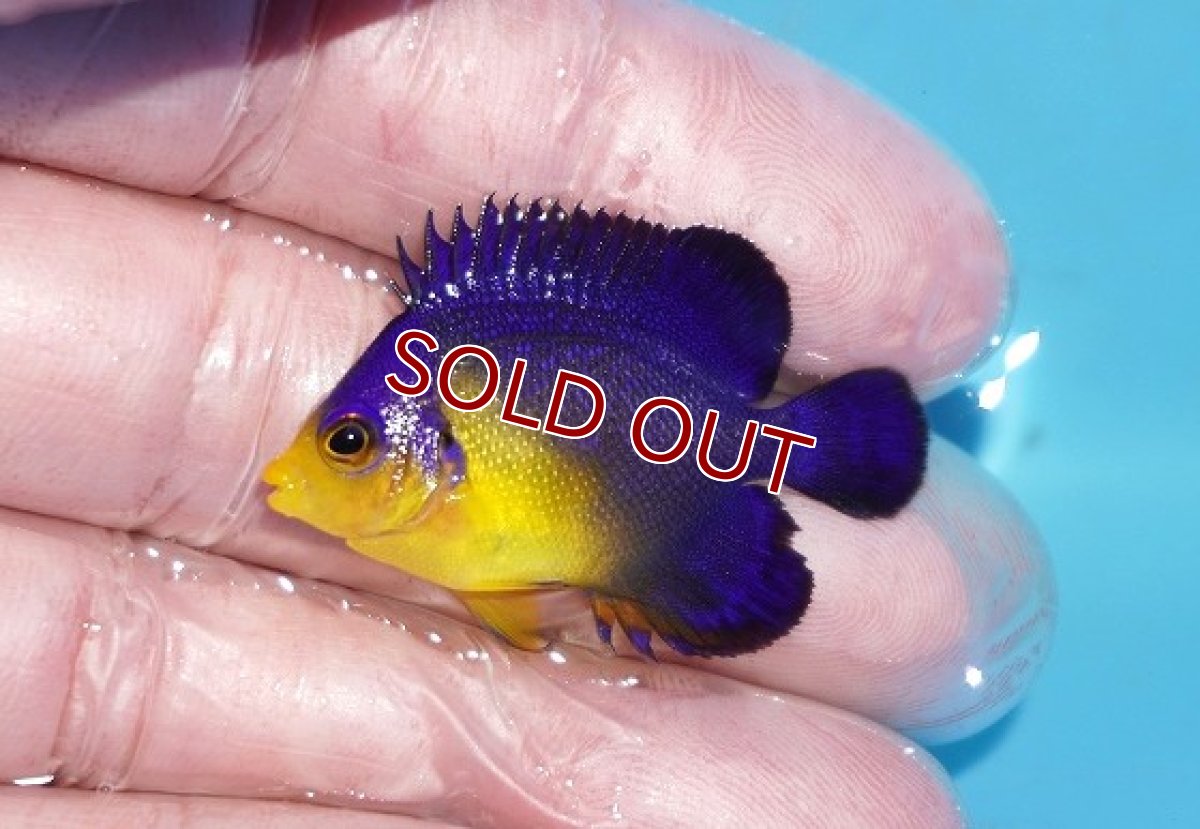 画像1: 【ボーナスセール対象個体　クーポンご利用で更に10％OFF】 【海水魚・ヤッコ】【通販】状態良好♪スミレヤッコ（Sサイズ）(個体販売）（±4cm）No.23（生体）(海水魚) (1)