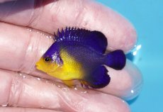 画像1: 【ボーナスセール対象個体　クーポンご利用で更に10％OFF】 【海水魚・ヤッコ】【通販】状態良好♪スミレヤッコ（Sサイズ）(個体販売）（±4cm）No.23（生体）(海水魚) (1)