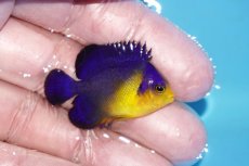 画像2: 【ボーナスセール対象個体　クーポンご利用で更に10％OFF】 【海水魚・ヤッコ】【通販】状態良好♪スミレヤッコ（Sサイズ）(個体販売）（±4cm）No.23（生体）(海水魚) (2)