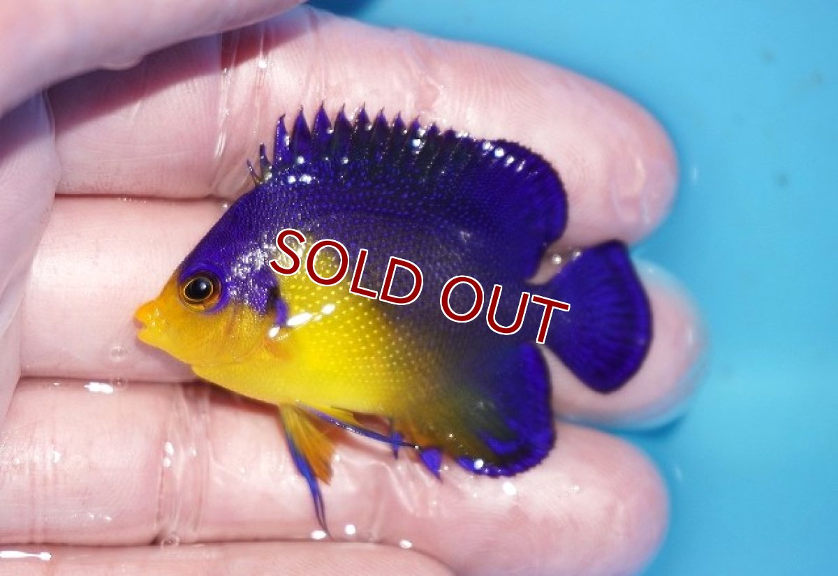 画像1: 【ボーナスセール対象個体　クーポンご利用で更に10％OFF】 【海水魚・ヤッコ】【通販】状態良好♪スミレヤッコ（SMサイズ）(個体販売）（±5cm）No.24（生体）(海水魚) (1)