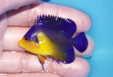 画像1: 【ボーナスセール対象個体　クーポンご利用で更に10％OFF】 【海水魚・ヤッコ】【通販】状態良好♪スミレヤッコ（SMサイズ）(個体販売）（±5cm）No.24（生体）(海水魚) (1)