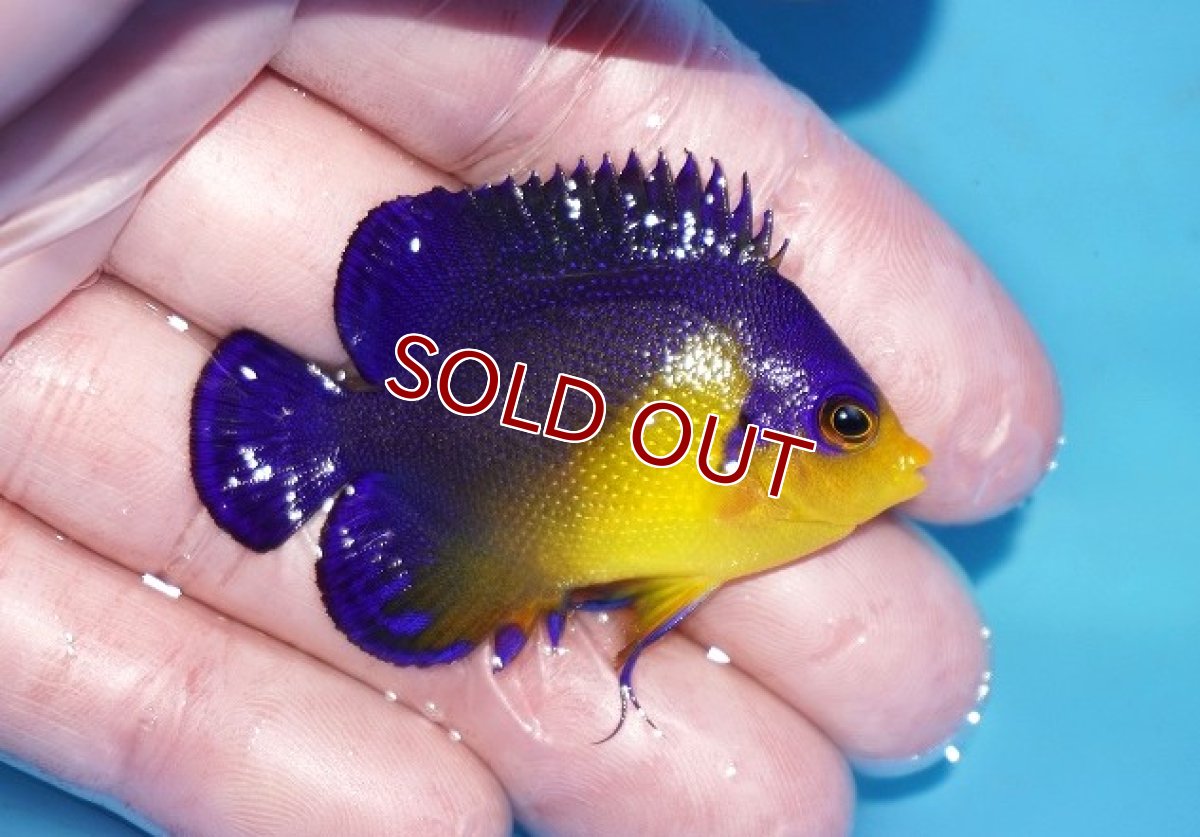 画像2: 【ボーナスセール対象個体　クーポンご利用で更に10％OFF】 【海水魚・ヤッコ】【通販】状態良好♪スミレヤッコ（SMサイズ）(個体販売）（±5cm）No.24（生体）(海水魚) (2)
