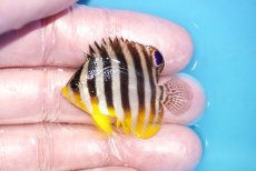 画像1: 【ボーナスセール対象個体　クーポンご利用で更に10％OFF】 【海水魚・ヤッコ】【通販】状態良好♪シマヤッコ（Sサイズ）(個体販売）（±4cm）No.1（生体）(海水魚) (1)