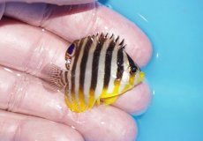 画像2: 【ボーナスセール対象個体　クーポンご利用で更に10％OFF】 【海水魚・ヤッコ】【通販】状態良好♪シマヤッコ（Sサイズ）(個体販売）（±4cm）No.1（生体）(海水魚) (2)