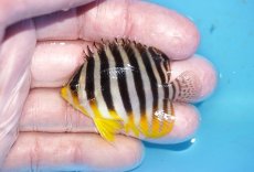画像1: 【ボーナスセール対象個体　クーポンご利用で更に10％OFF】 【海水魚・ヤッコ】【通販】状態良好♪シマヤッコ（SMサイズ）(個体販売）（±5cm）No.2（生体）(海水魚) (1)