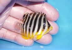 画像2: 【ボーナスセール対象個体　クーポンご利用で更に10％OFF】 【海水魚・ヤッコ】【通販】状態良好♪シマヤッコ（SMサイズ）(個体販売）（±5cm）No.2（生体）(海水魚) (2)