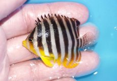 画像1: 【ボーナスセール対象個体　クーポンご利用で更に10％OFF】 【海水魚・ヤッコ】【通販】状態良好♪シマヤッコ（SMサイズ）(個体販売）（±5.5cm）No.3（生体）(海水魚) (1)