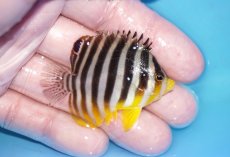 画像2: 【ボーナスセール対象個体　クーポンご利用で更に10％OFF】 【海水魚・ヤッコ】【通販】状態良好♪シマヤッコ（SMサイズ）(個体販売）（±5.5cm）No.3（生体）(海水魚) (2)